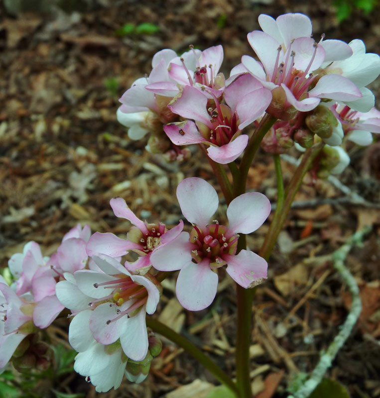 Bergenia ciliata &#39;Wilton&#39;  Out of Stock