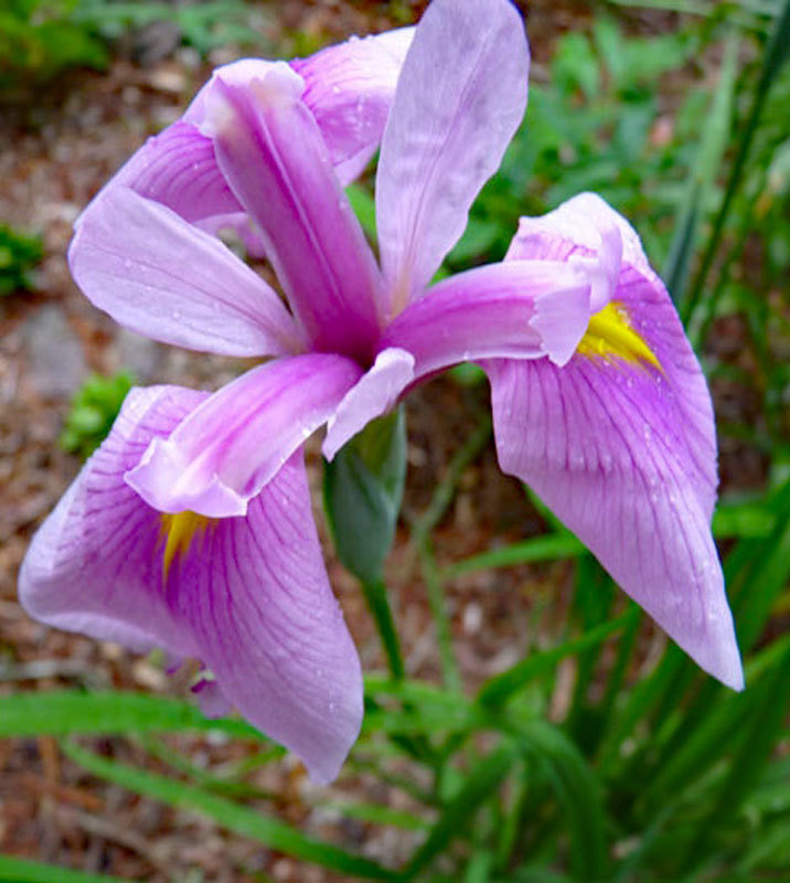 Iris ensata &#39;Rose Queen&#39; (AGM)  3 for $30.00