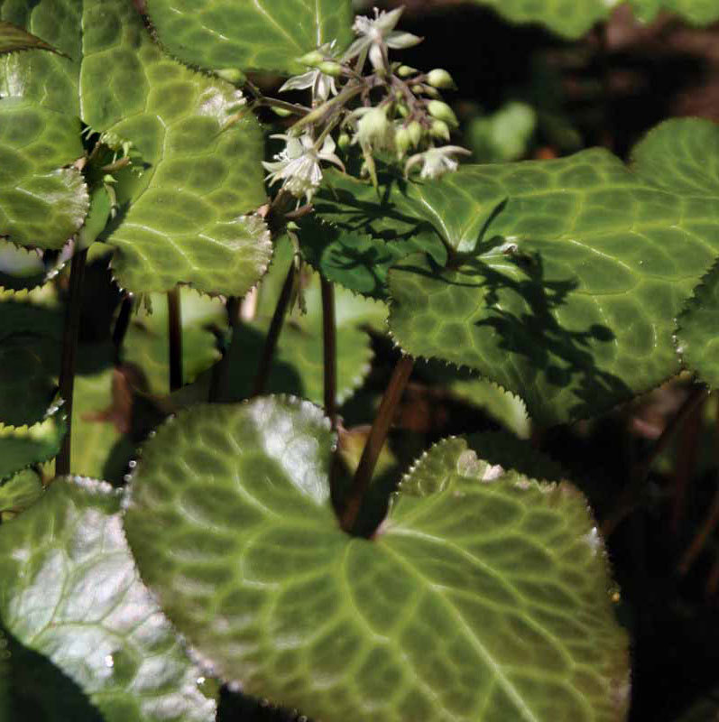 Beesia calthifolia