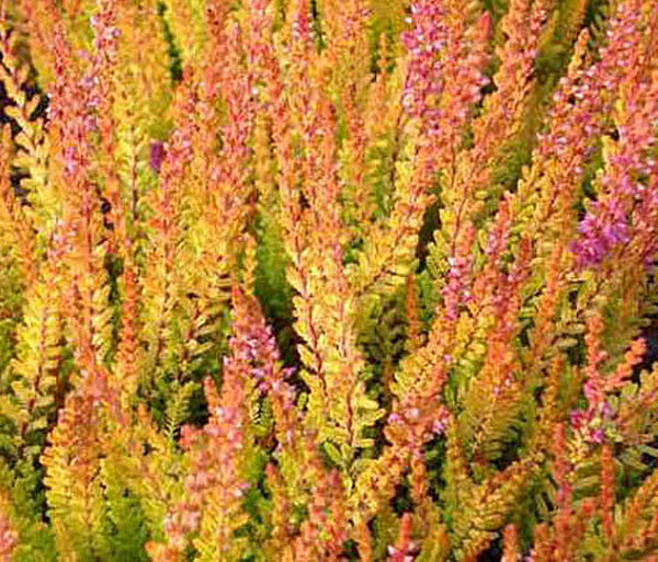 Calluna vulgaris &#39;Firefly&#39; AGM
