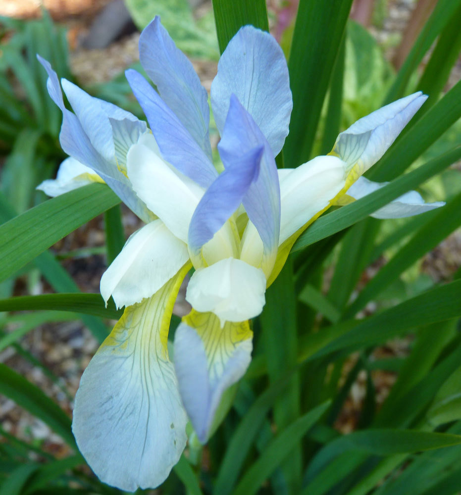 Iris Sibirica  &#39;Summer Skies&#39;