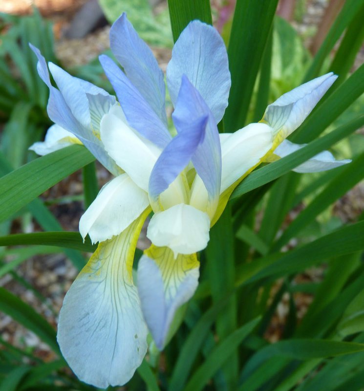 Iris Sibirica  'Summer Skies'