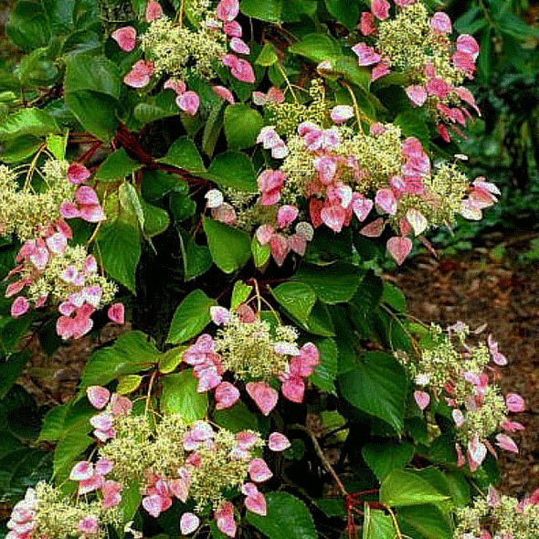 Schizophragma hydrangeoides Roseum
