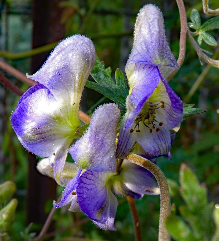 Aconitum hemsleyanum