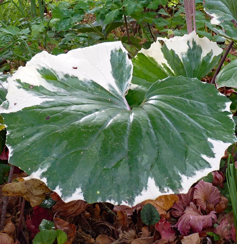 Farfugium japonicum Argenteum (Formerly Ligularia)