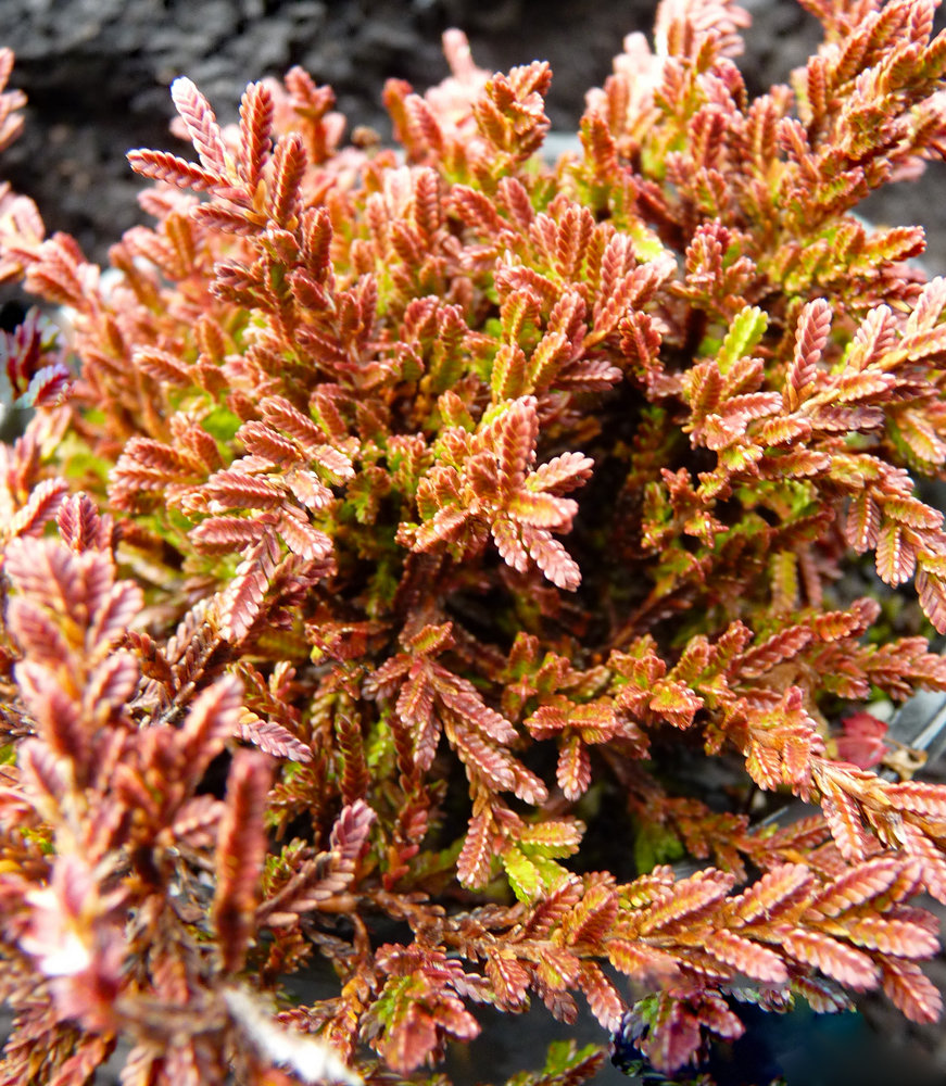 Calluna vulgaris &#39;Soay&#39;