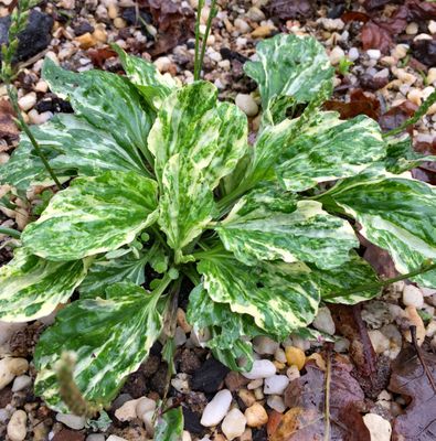 Plants with Silver, Grey, Variegated, Coloured Leaves/Stems