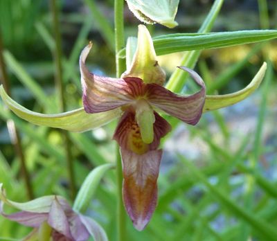 Orchids (Cold Climate)
