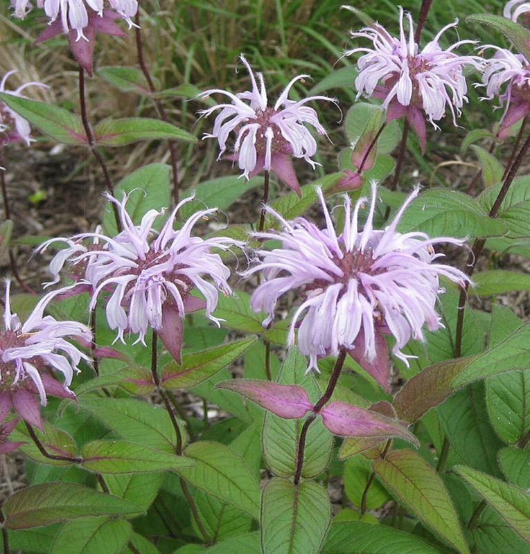 Monarda bradburiana