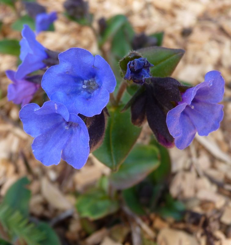 Pulmonaria 'Blue Ensign'