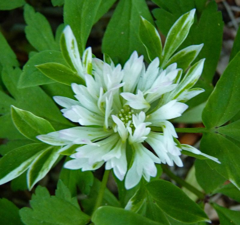 Anemone nemorosa 'Bracteata Pleniflora'