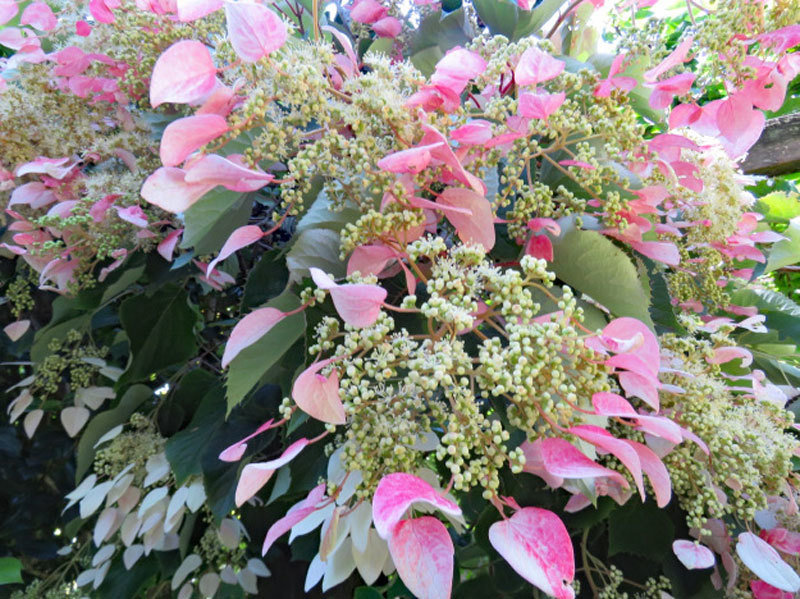 Schizophragma hydrangeoides Roseum