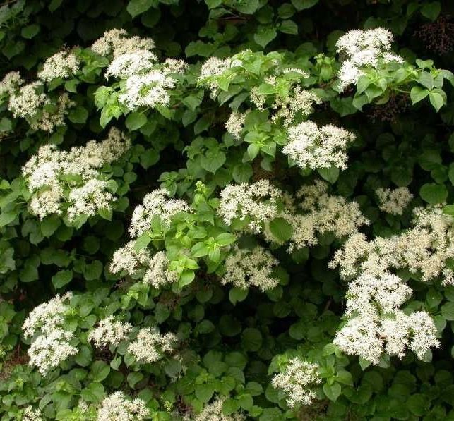 Hydrangea anamola petiolaris 'Brookside Little Leaf'