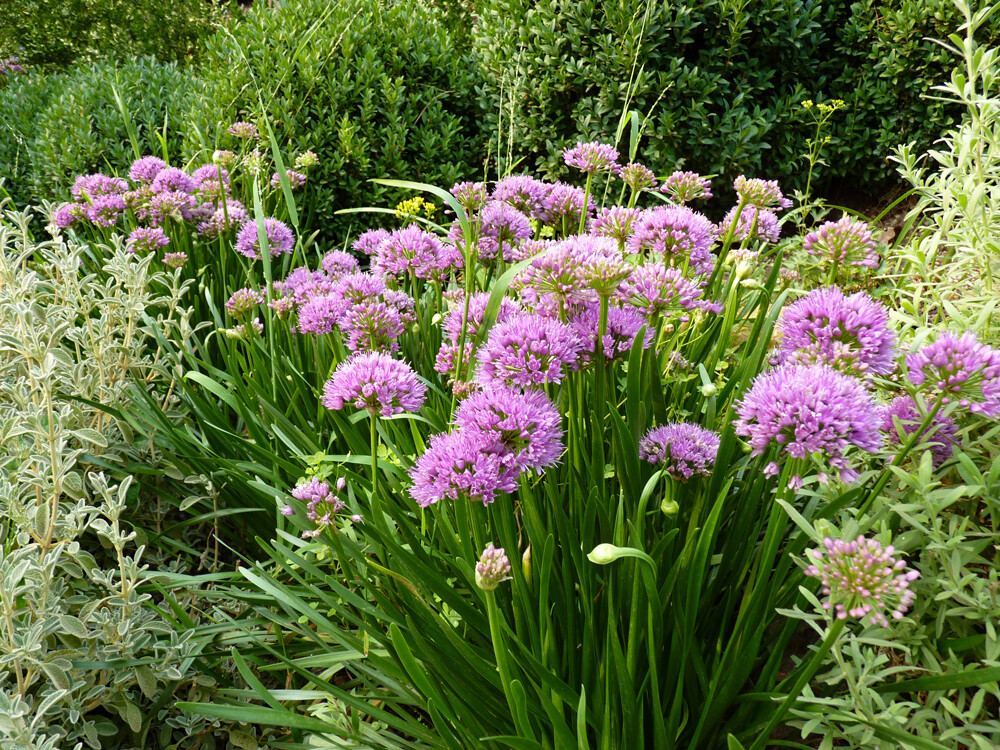 Allium millenium (3 Bulbs) Allium millenium (3 Bulbs)