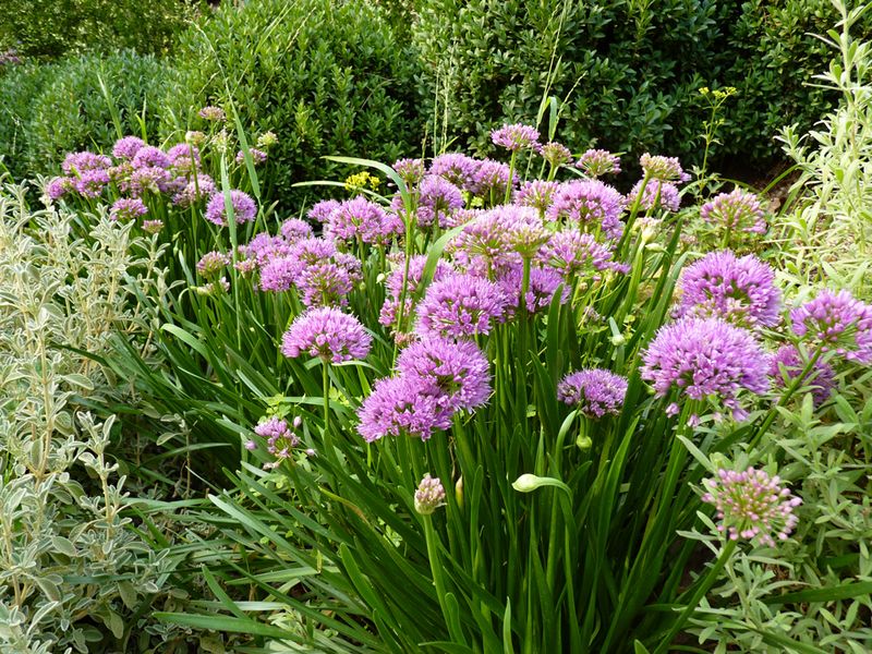 Allium millenium (3 Bulbs)