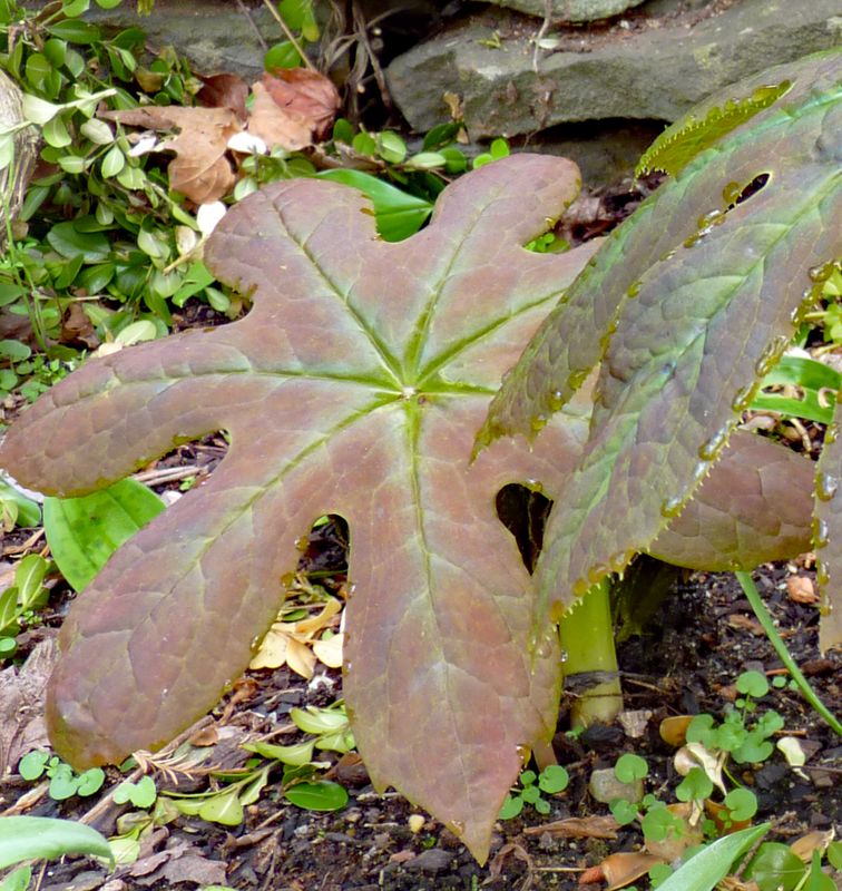 Podophyllum delavayi x versipelle (Syn Dysosma)
