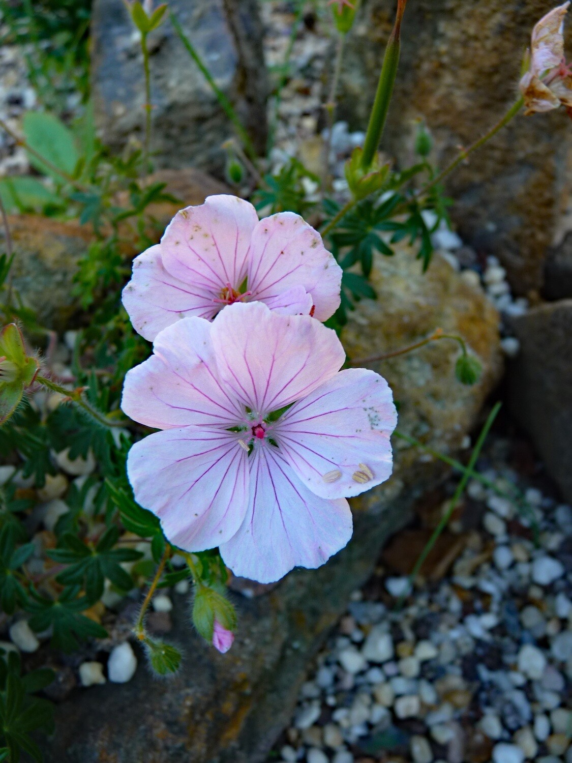 Geranium sanguineum var. striatum 'Vision Light Pink  (AGM)