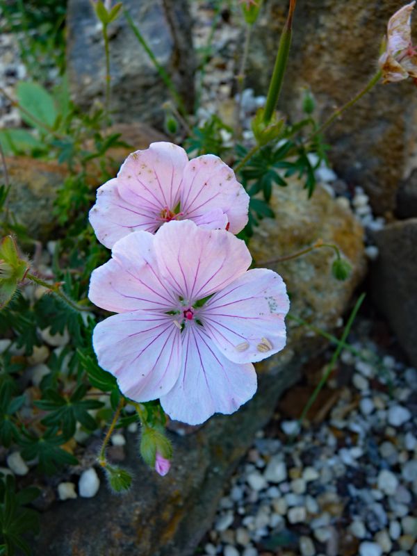 Geranium sanguineum var. striatum 'Vision Light Pink  (AGM)