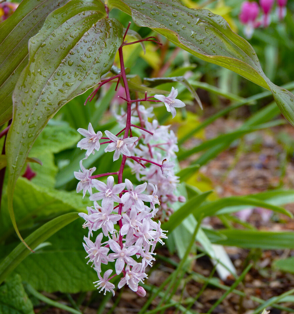 Maianthemum aff. salvinii (Syn. Smilacina) Maianthemum aff. salvinii (Syn. Smilacina)