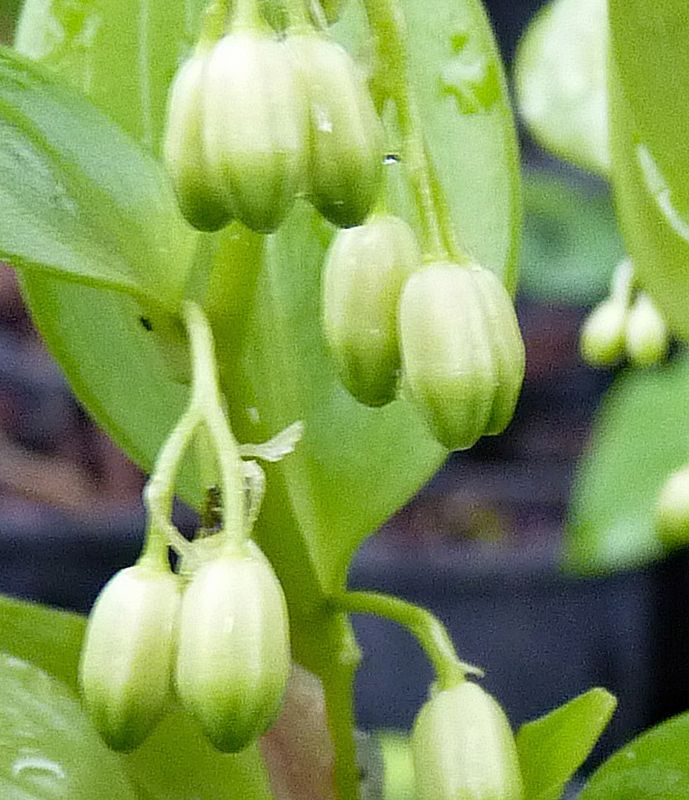 Disporopsis sp.