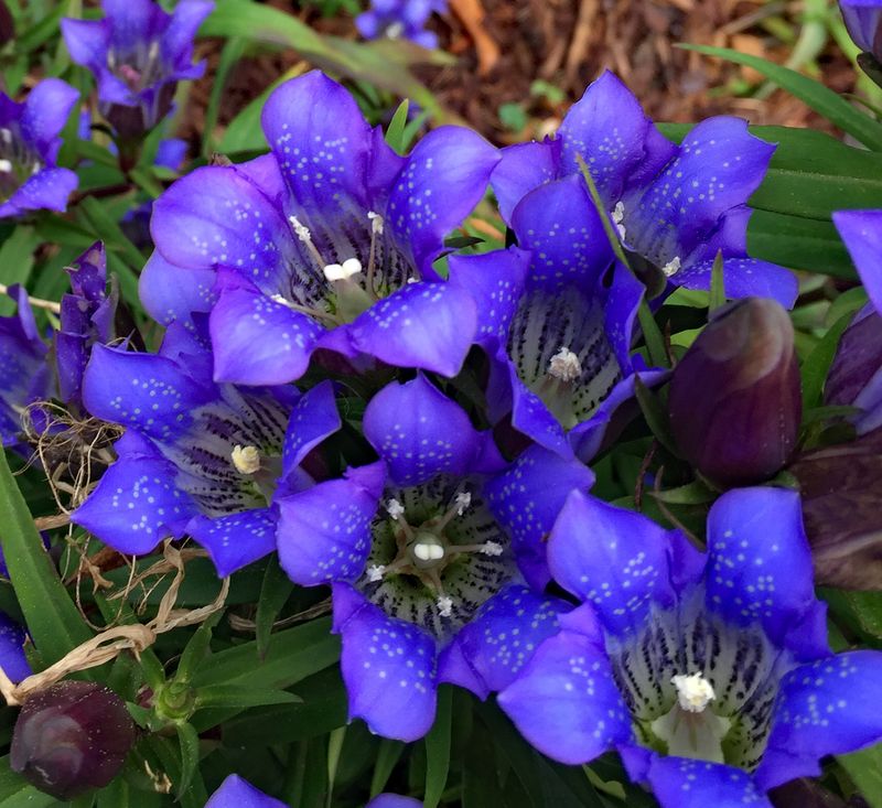 Gentiana scabra