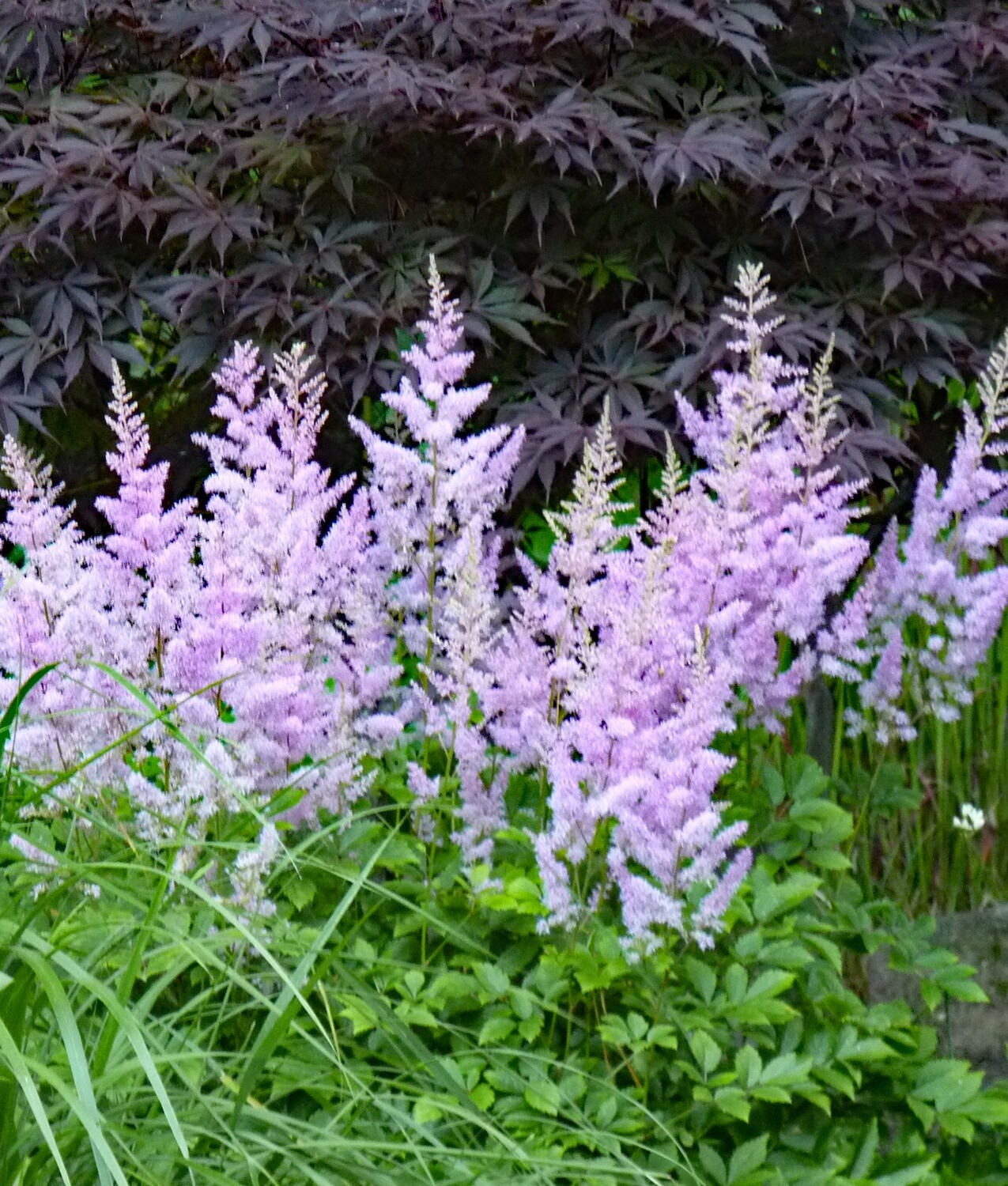 Astilbe 'Mid Pink'