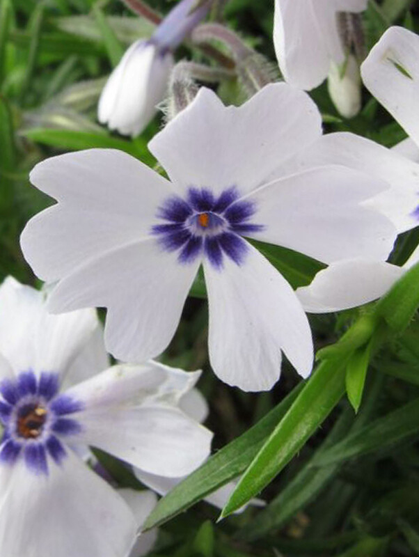 Phlox subulata  'Blue Eyed Lady''