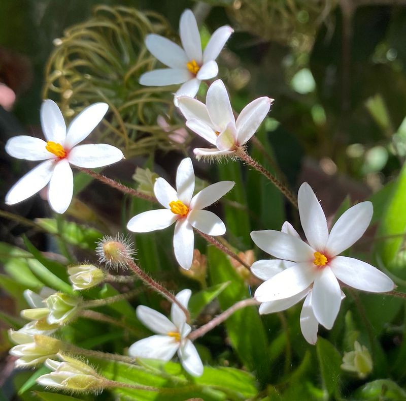Rhodoxis  ’Hebron Farm Red Eye’