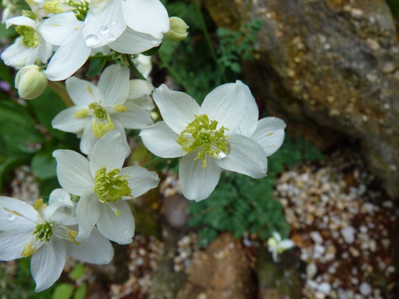 Thalictrum tuberosum