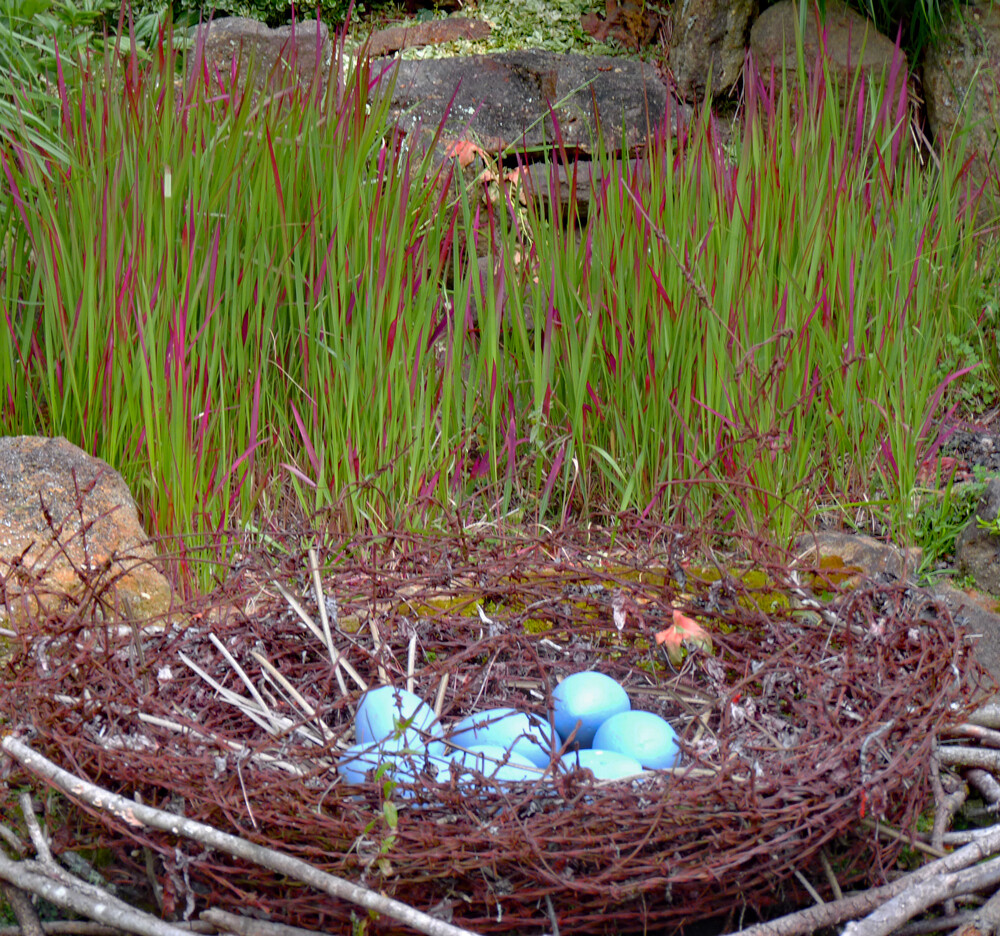Imperata cylindrica 'Rubra' Imperata cylindrica 'Rubra'