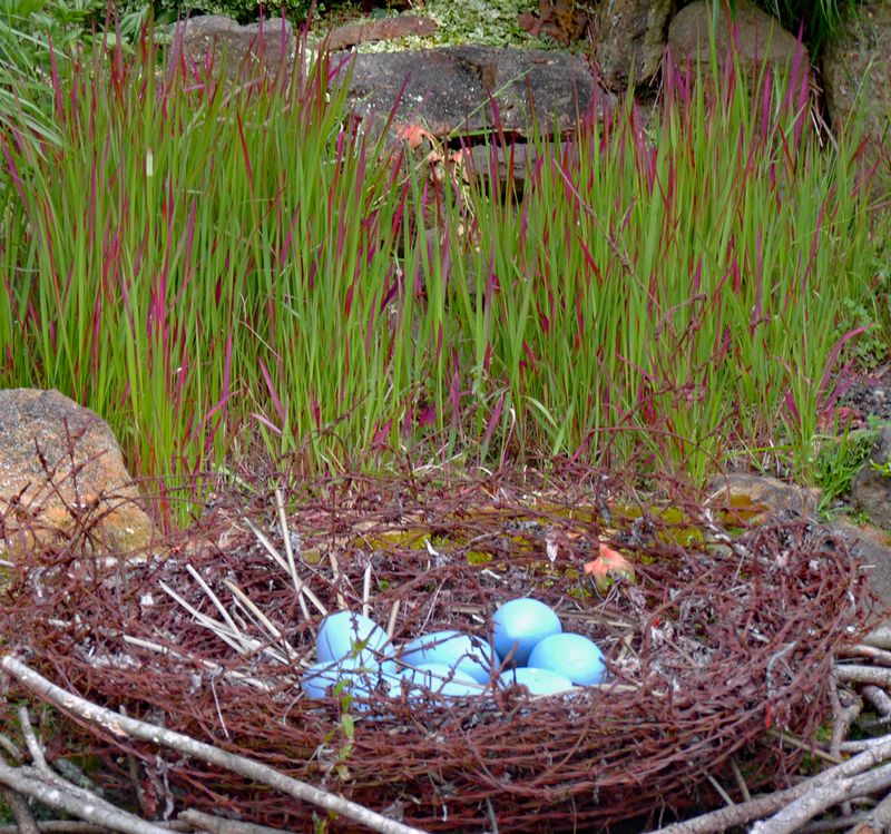 Imperata cylindrica 'Rubra'