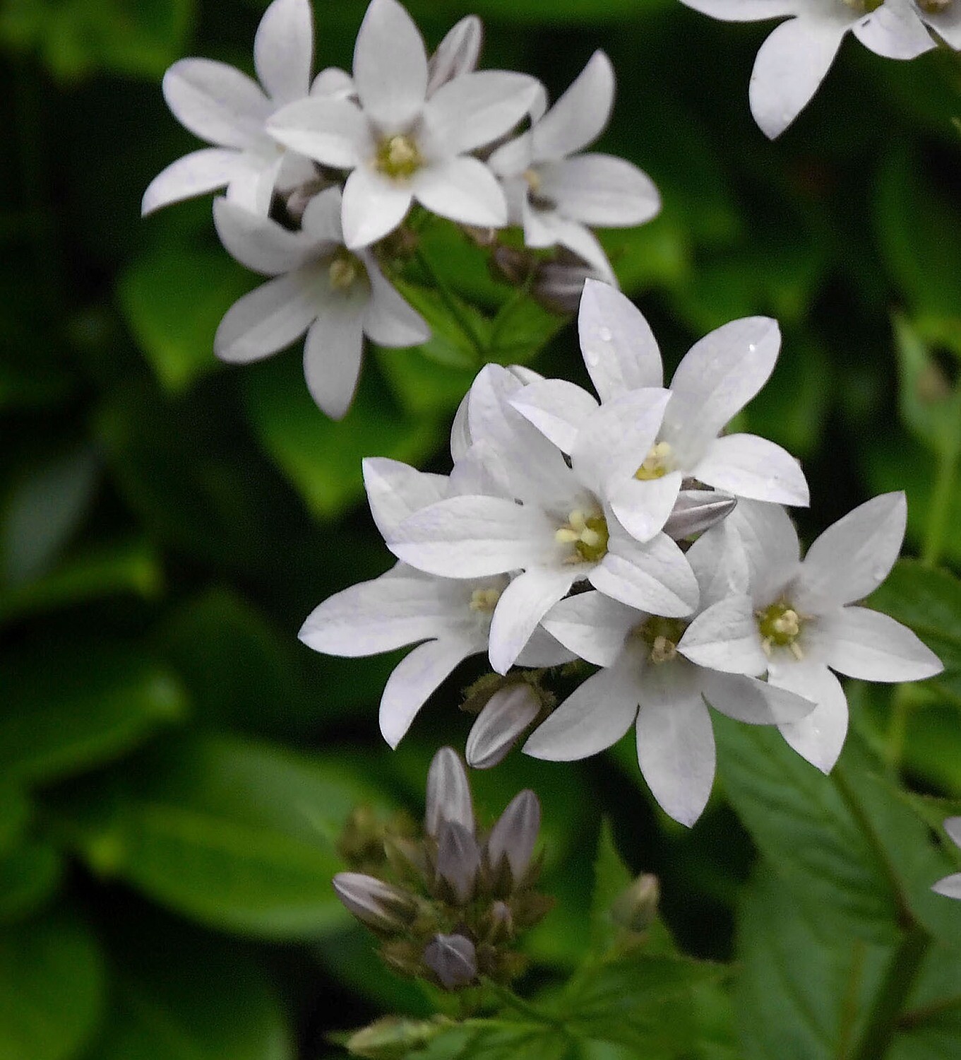Campanula lactiflora Alba