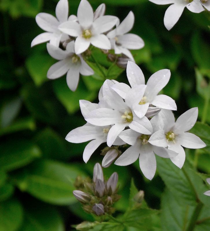 Campanula lactiflora Alba