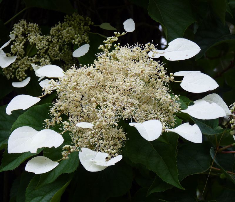 Schizophragma hydrangeoides  'Moonlight'