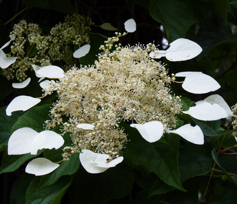 Schizophragma hydrangeoides 'Moonlight' Schizophragma hydrangeoides 'Moonlight'