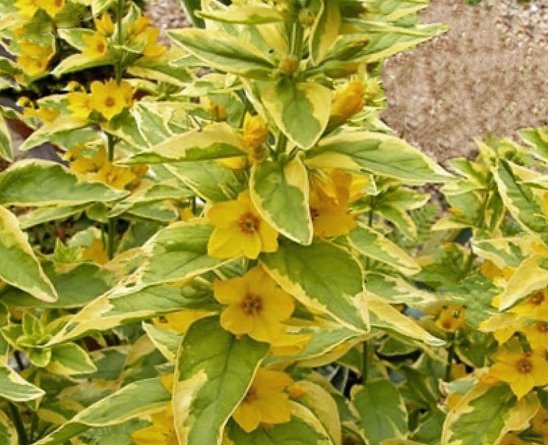 Lysimachia punctata 'Golden Alexander'