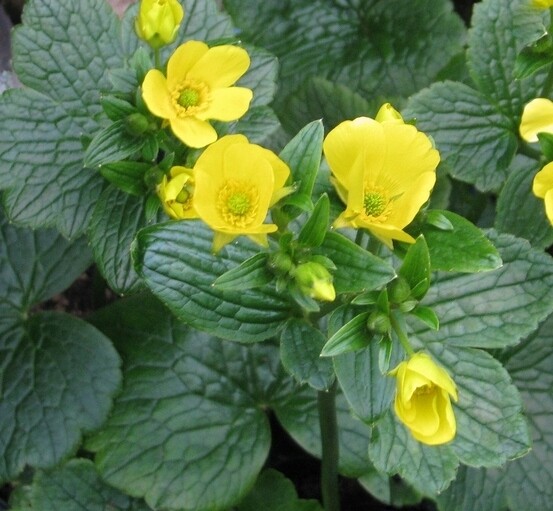 Ranunculus cortusifolius