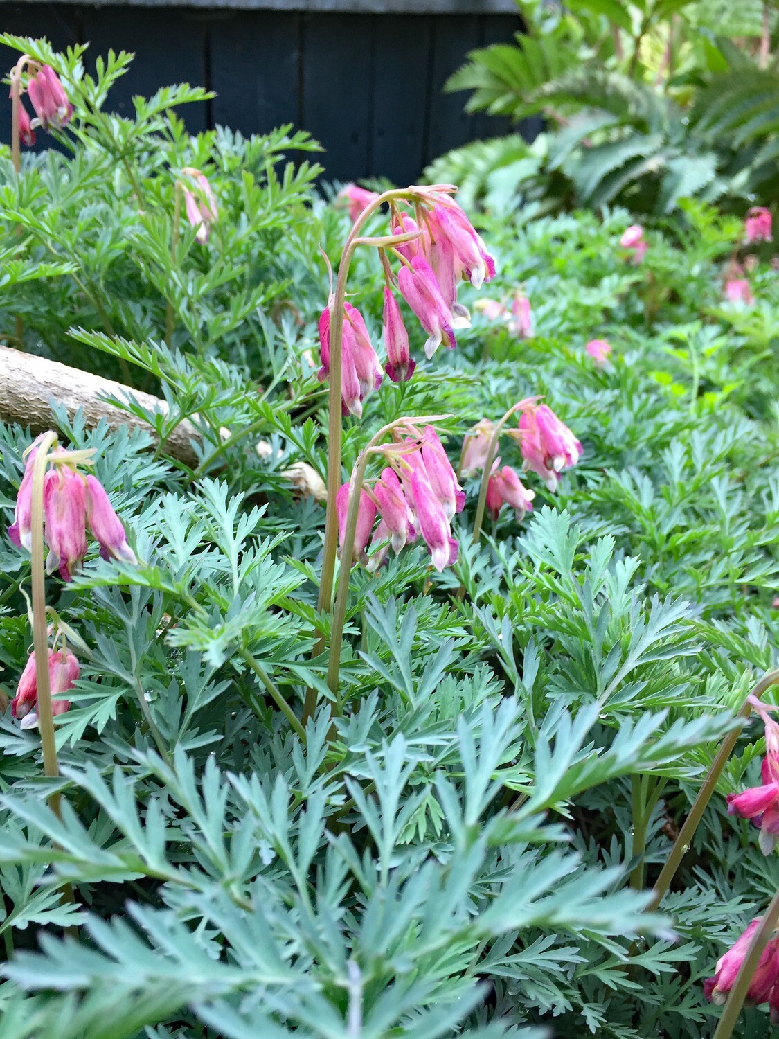 Dicentra x eximia 'Stuart Boothman' (AGM) Dicentra x eximia 'Stuart Boothman' (AGM)