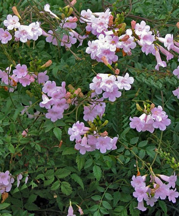 Incarvillea diffusa