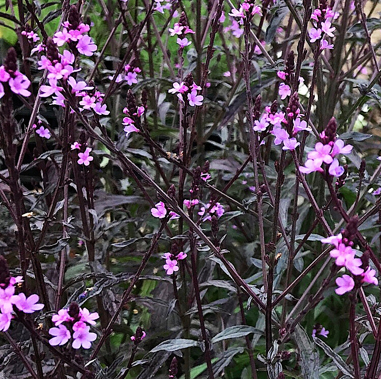 Verbena officinalis var. grandiflora 'Bampton'