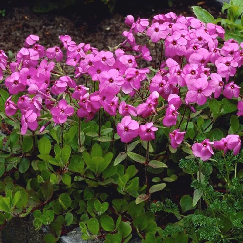 Phlox stolonifera  'Home Fires'