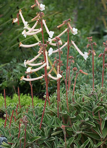 Sinningia tubiflora (Small Tubers)