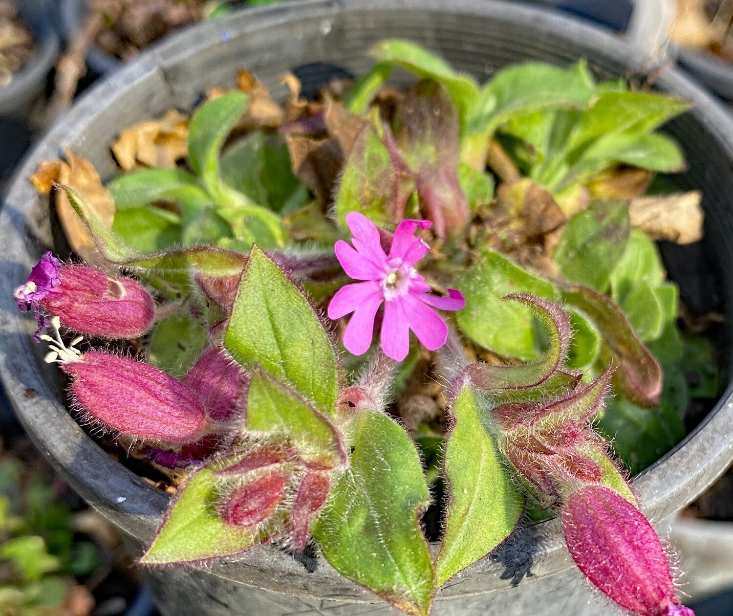 Silene dioica nana