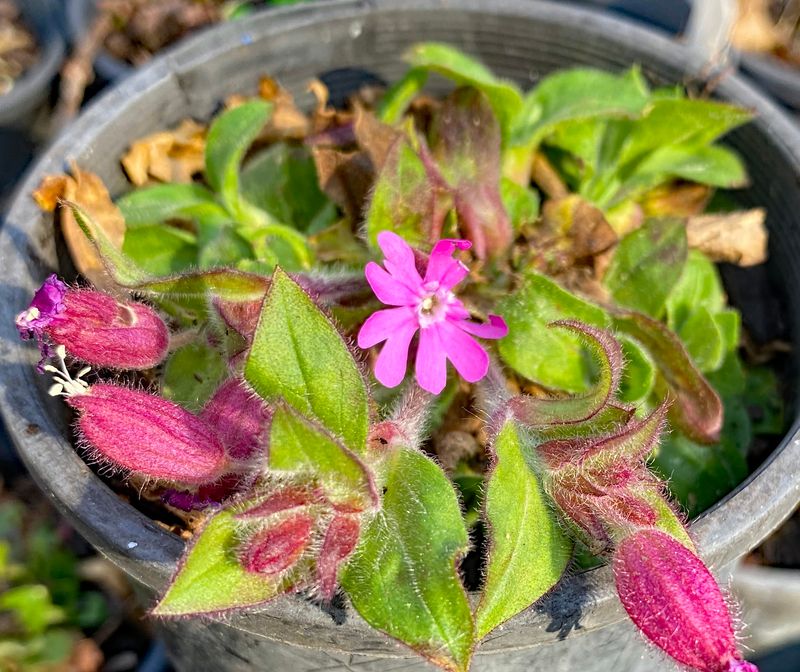 Silene dioica nana