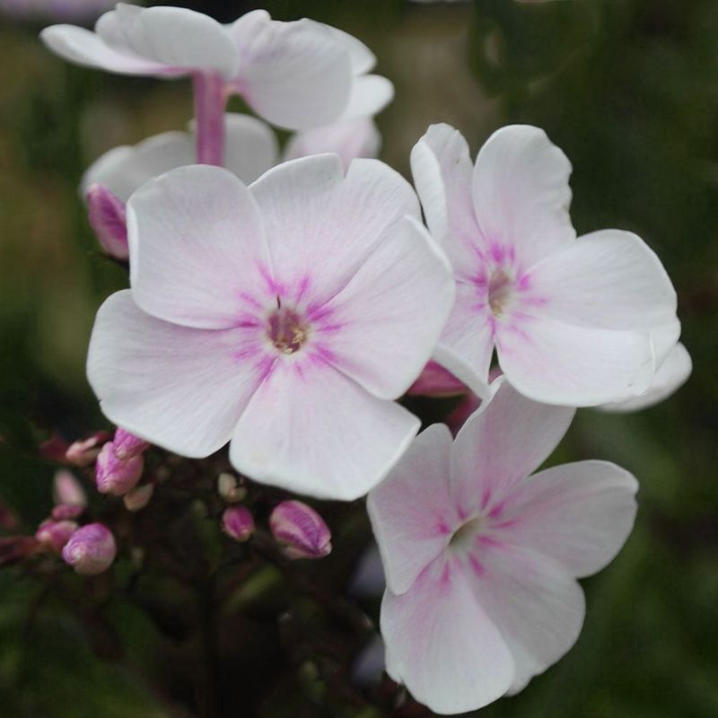 Phlox paniculata  'Monica Lynden-Bell'