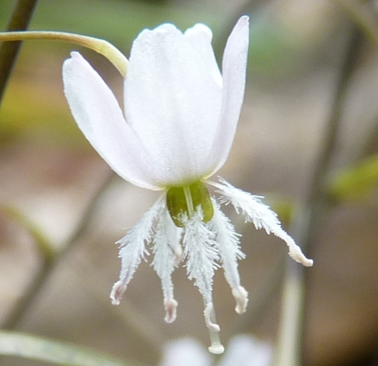 Arthropodium candidum purpureum