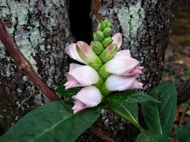 Chelone glabra