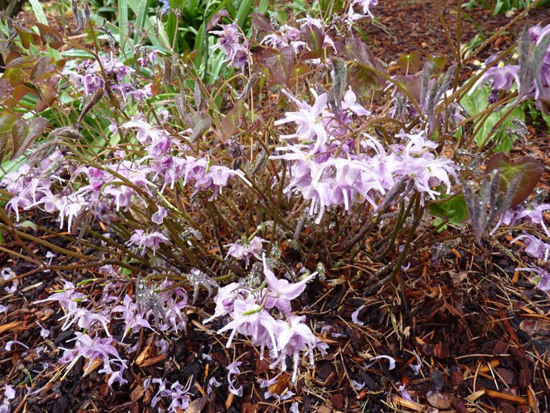 Epimedium x  'Lilac Cascade'