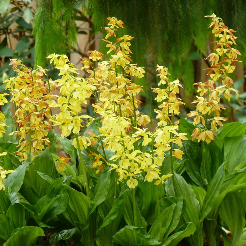 Calanthe Orange-Yellow Mixed Hybrids Clump of 2