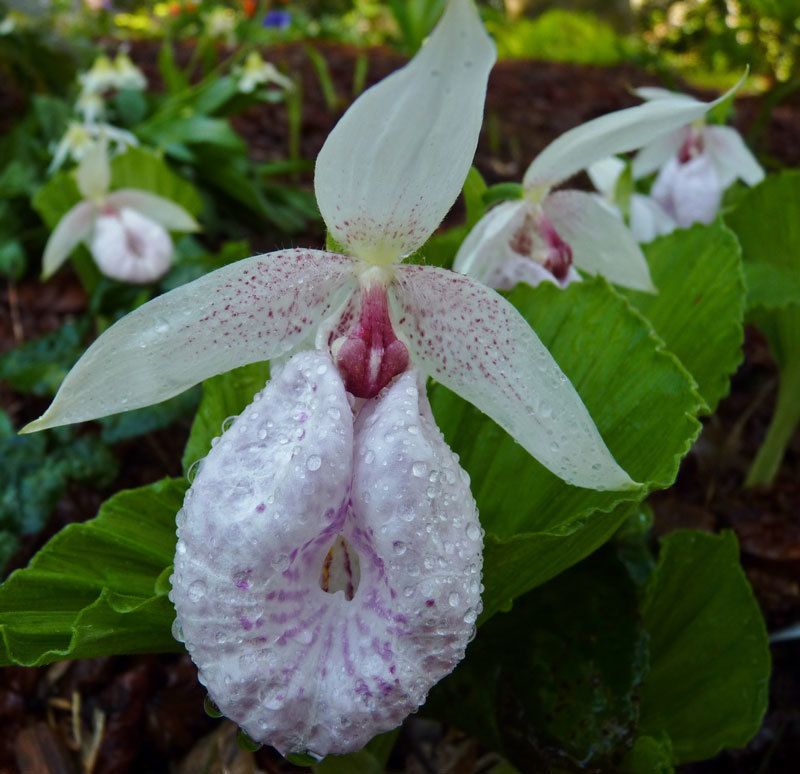 Cypripedium formosanum